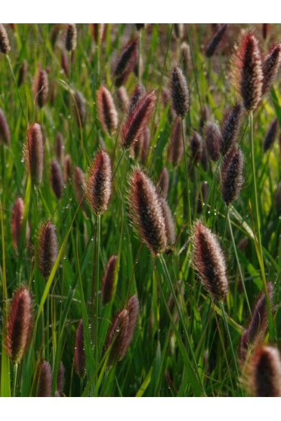 Пеннісетум масайський Ред Хед